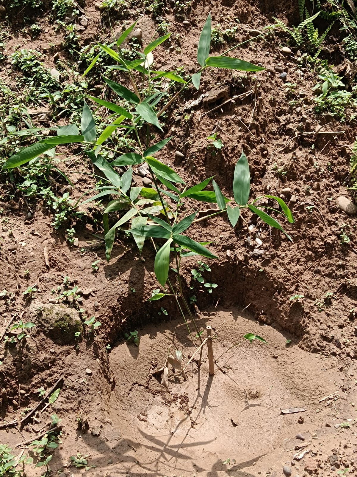 Small Bamboo Sapling
